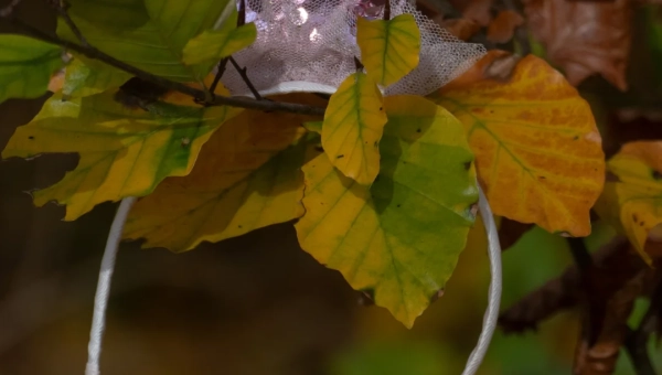 Wann und wo habe ich eigentlich meine Krone verloren?