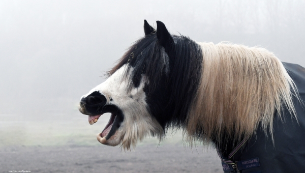 Ein- und Durchschlafritual (Was können Tier und Foto?)